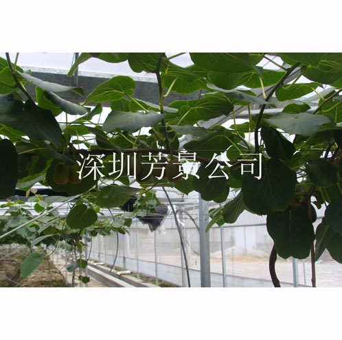 水果种植基地